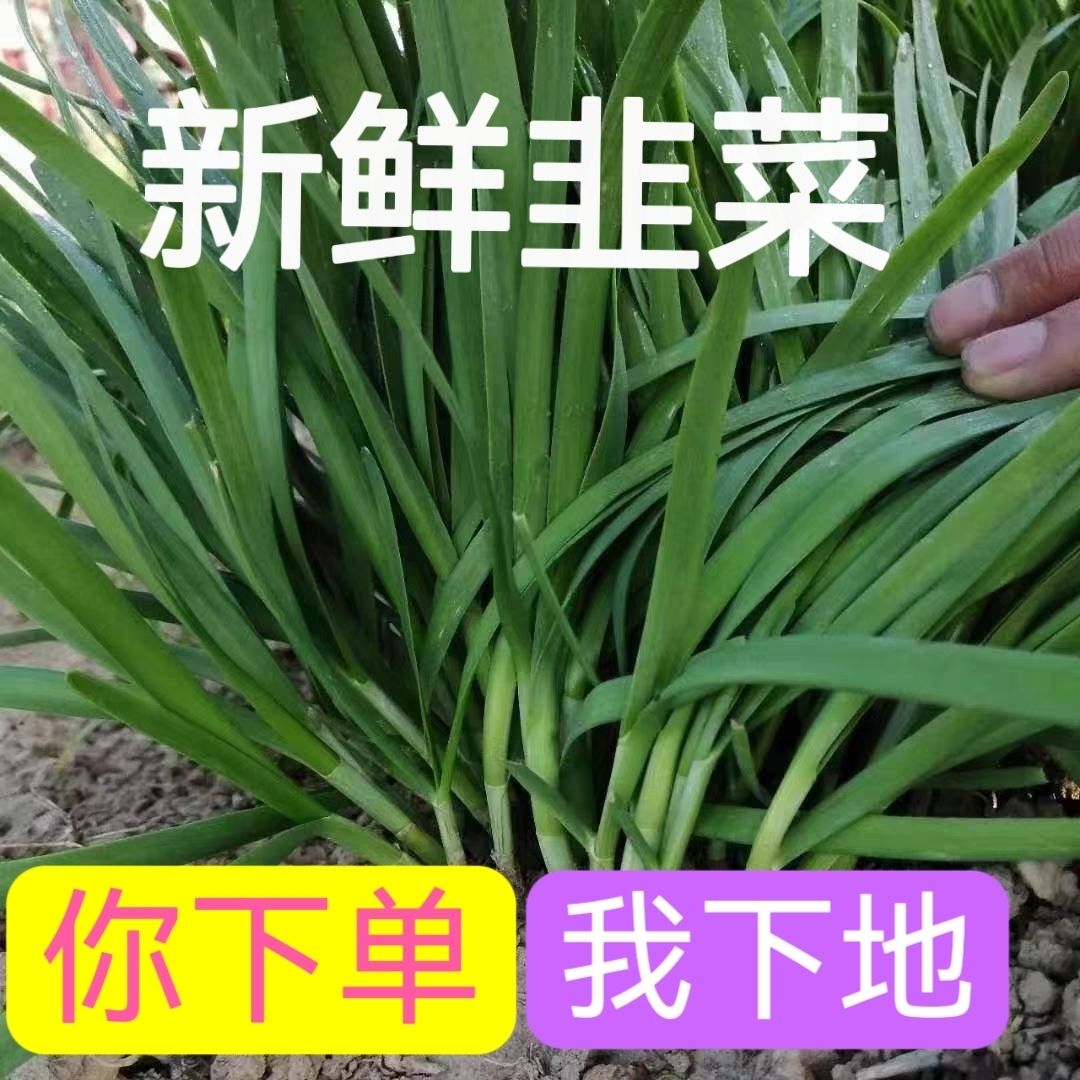【优选】新鲜韭菜当天现摘韭菜蔬菜时令蔬菜现摘现发