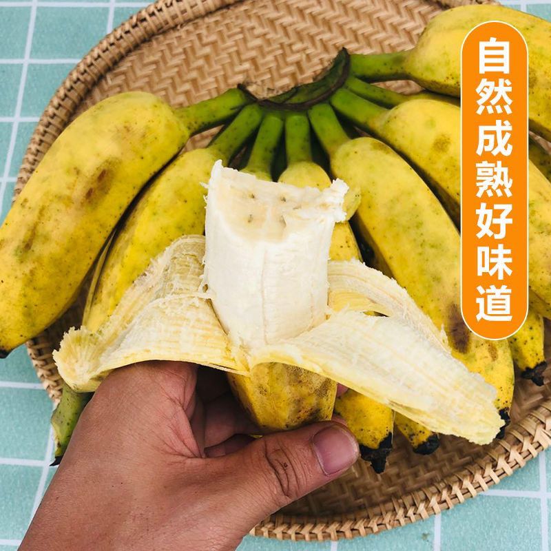 优质现摘(高州粉蕉)9成熟广东金粉蕉非苹果蕉家庭小米蕉青果发货
