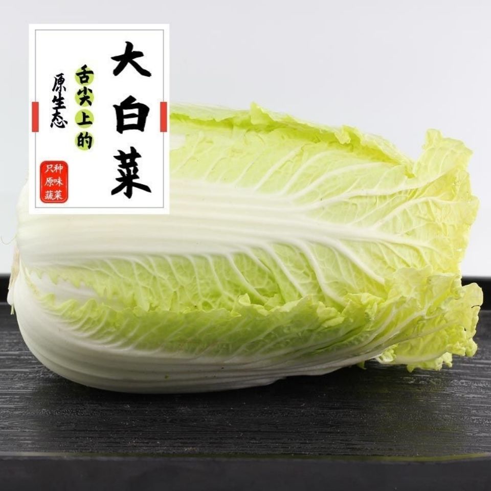 东北大白菜新鲜黑龙江蔬菜批发农家白菜包心菜冬储存菜火锅菜望奎