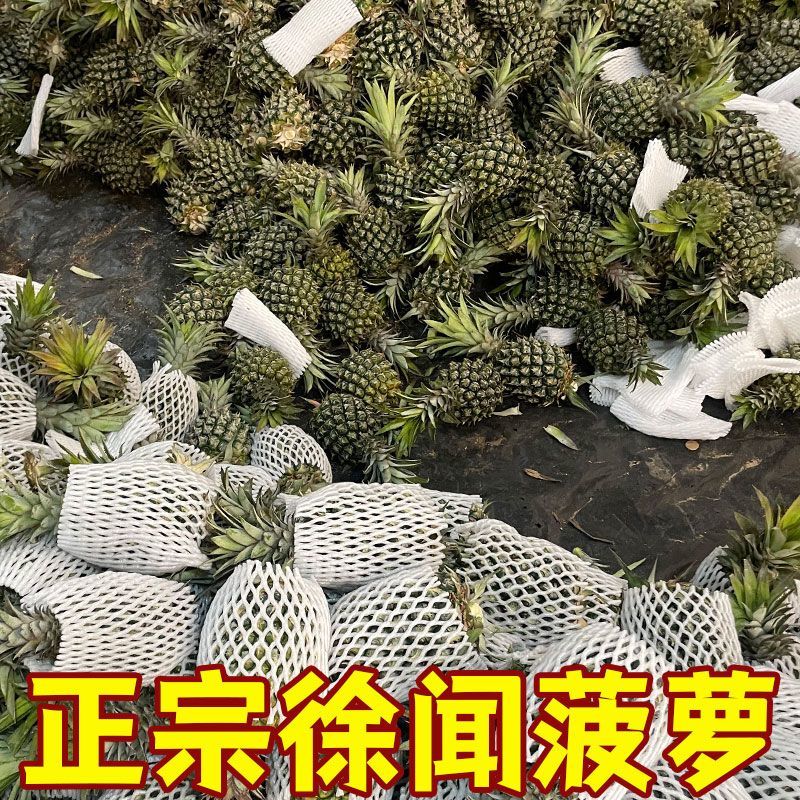 粤西当季徐闻菠萝新鲜香甜中个水果香水七成熟应季便宜批发