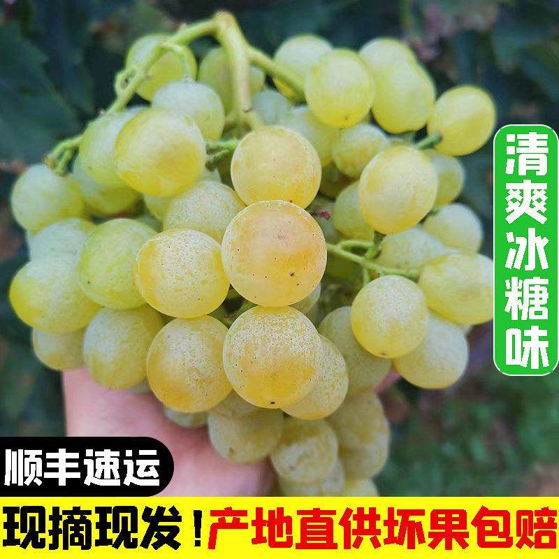 白玫瑰香青葡萄山东大泽山一号新鲜水果现摘孕妇整箱当季