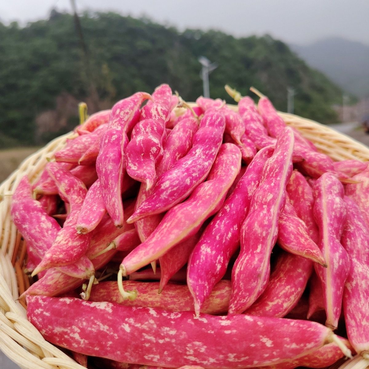 东北吉林豆角新鲜红金勾豆角新鲜采摘红金钩无筋豆角芸豆东北正宗