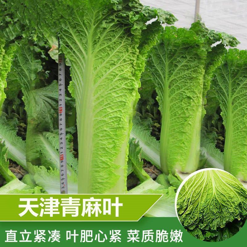 天津绿青口大白菜种青麻叶菜种子秋天高产菜四季过冬冬季蔬菜种籽