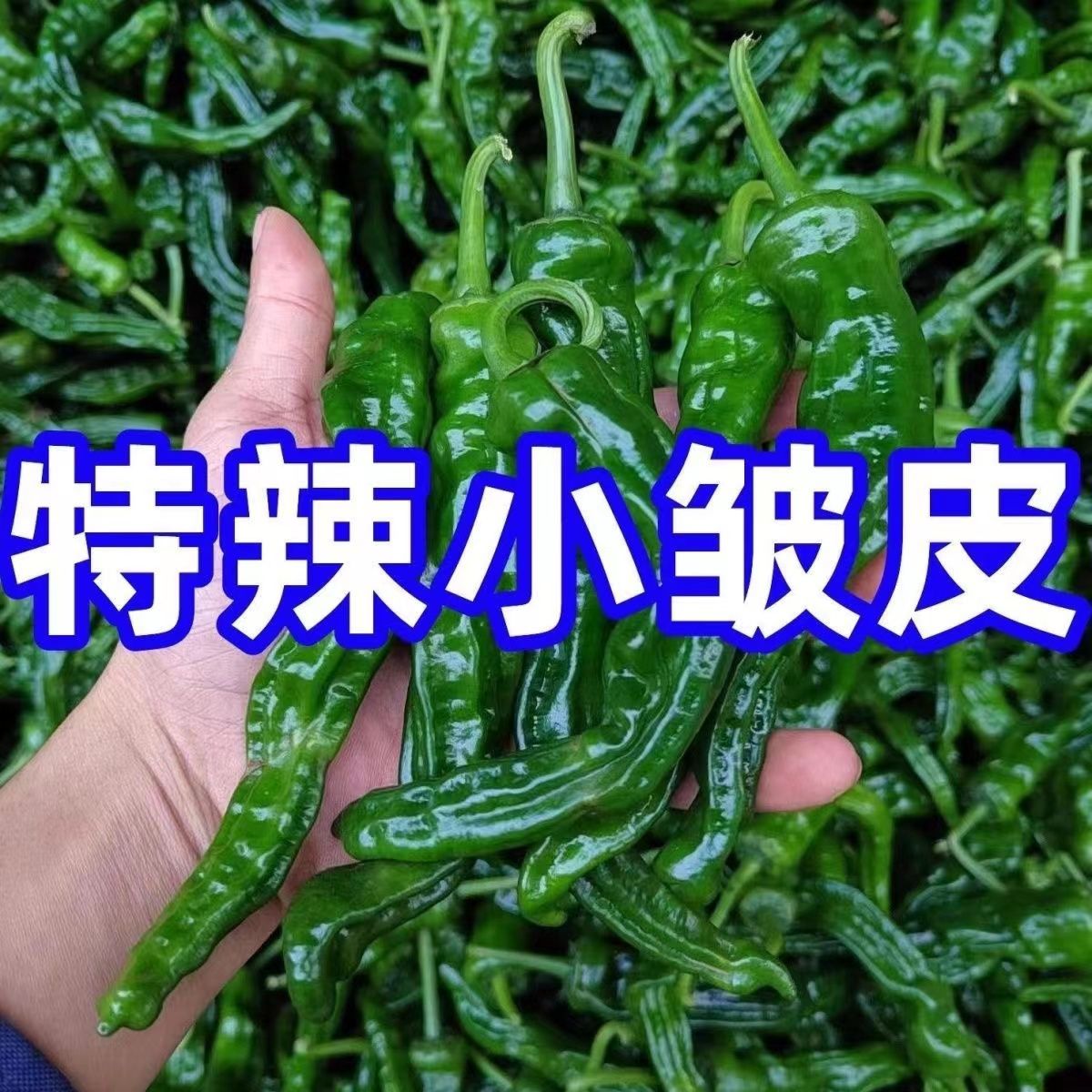 新鲜特辣小皱皮辣椒新鲜薄皮特辣超辣青椒辣椒批发青辣椒