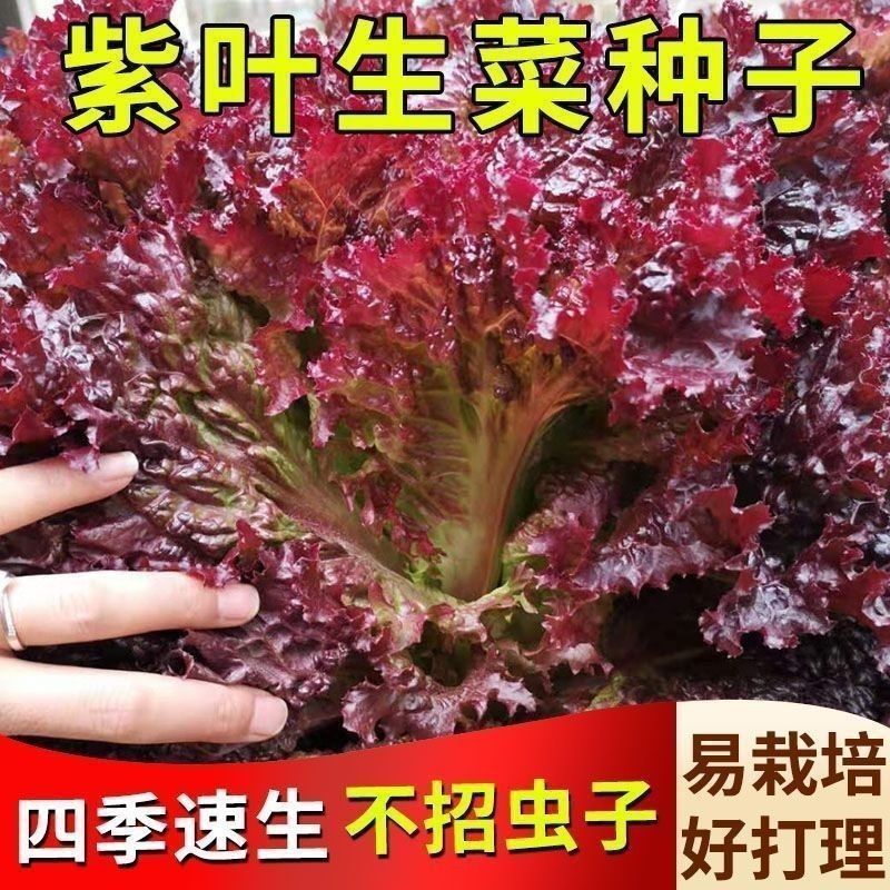 紫叶生菜种子有机沙拉菜种子种植耐寒耐高温热庭院四季种蔬菜籽子