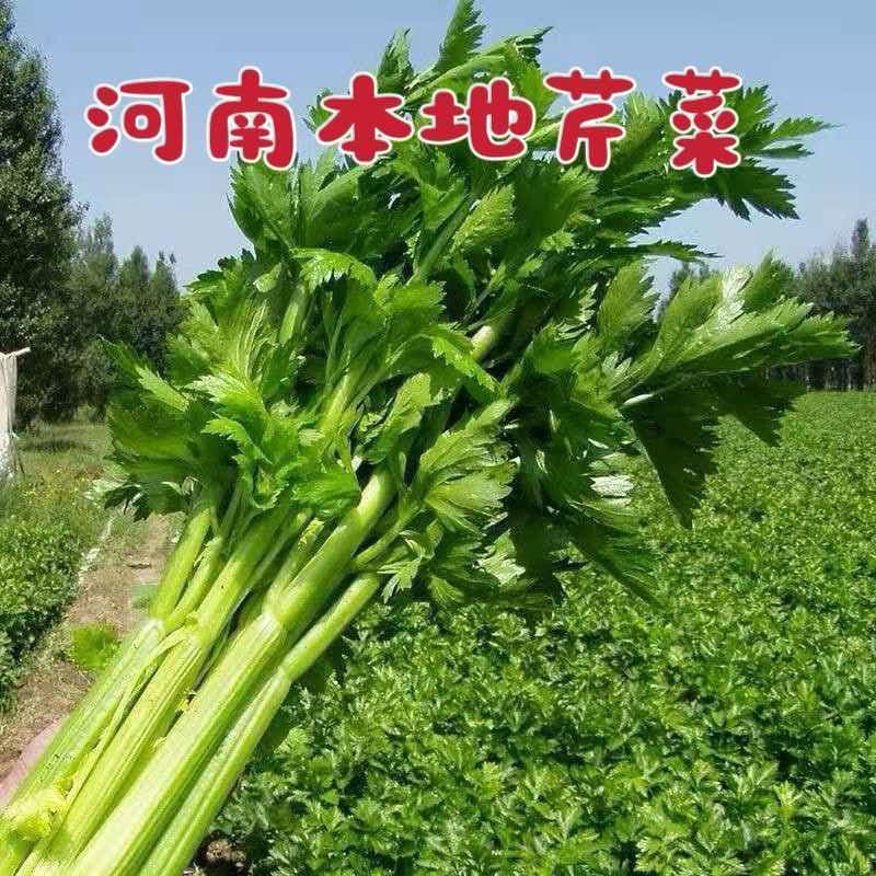 河南新鲜芹菜现挖带叶本地西芹榨汁蔬菜非小香芹露天新鲜蔬菜批发