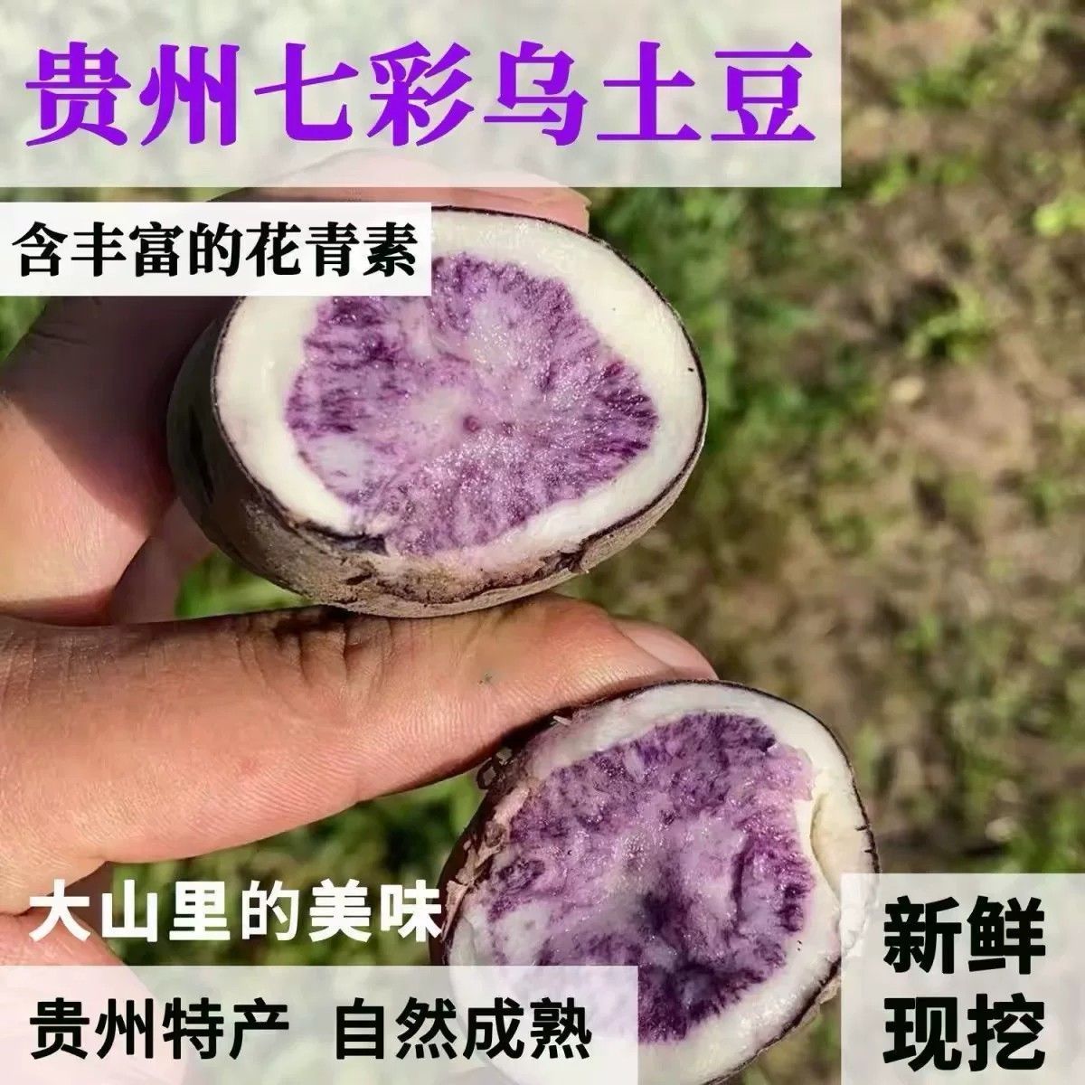 2026贵州老品种转心乌洋芋七彩土豆黑土豆现挖现发