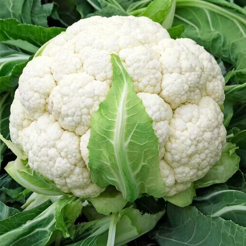 精品新鲜山东菜花白菜花老式实心花椰菜当季蔬菜净重2.5/4.5斤