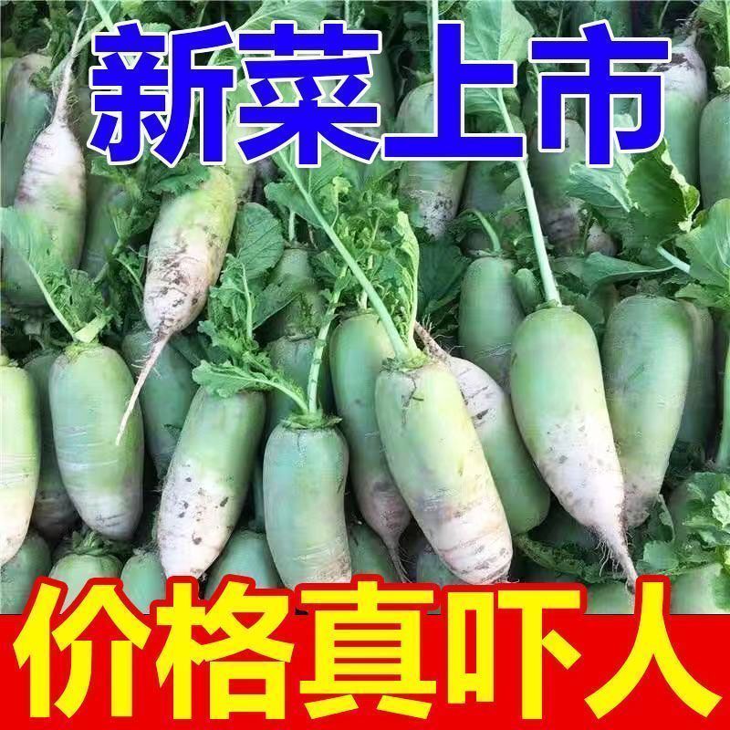 26年现挖青萝卜农家辛辣白萝卜微辣带泥新鲜萝卜批发时令蔬菜