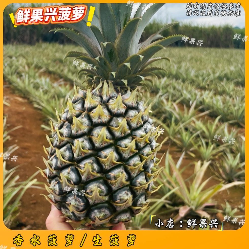 【新鲜菠萝】广西香水菠萝中小个菠萝当季田园青皮菠萝非手撕凤梨