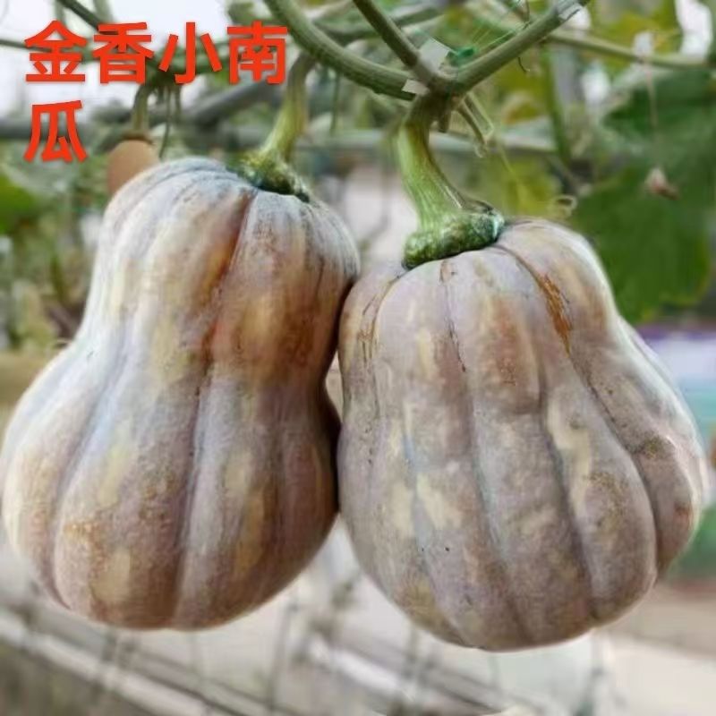 【超甜软糯】现摘农家金香小南瓜孕妇宝宝辅食软糯香甜包邮