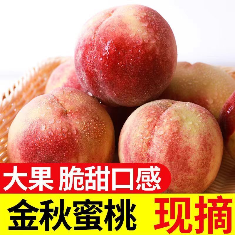 【产地发货】山东金秋红蜜桃毛桃水蜜桃4.5斤整箱批发包邮脆甜