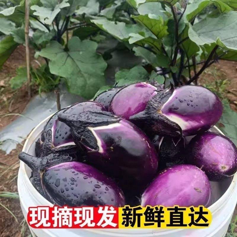 农家紫皮时令蔬菜当季糯圆紫色灯泡茄子新鲜薄皮椭圆紫茄子便宜