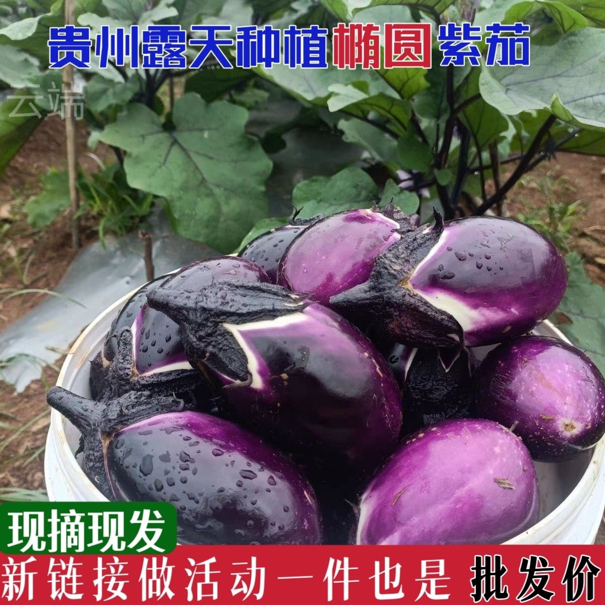 贵州新鲜椭圆鲜嫩茄子紫皮当季薄皮新鲜蔬菜香糯农家整箱现摘现发