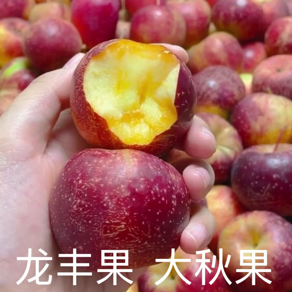 【超低价】东北特产龙丰果大秋果酸甜脆新鲜应季水果当季小苹果