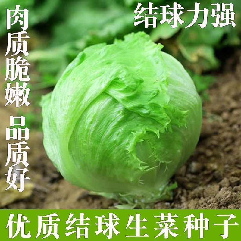 正宗结球生菜种子包心卷心生菜种籽孑阳台庭院盆栽田园蔬菜易种