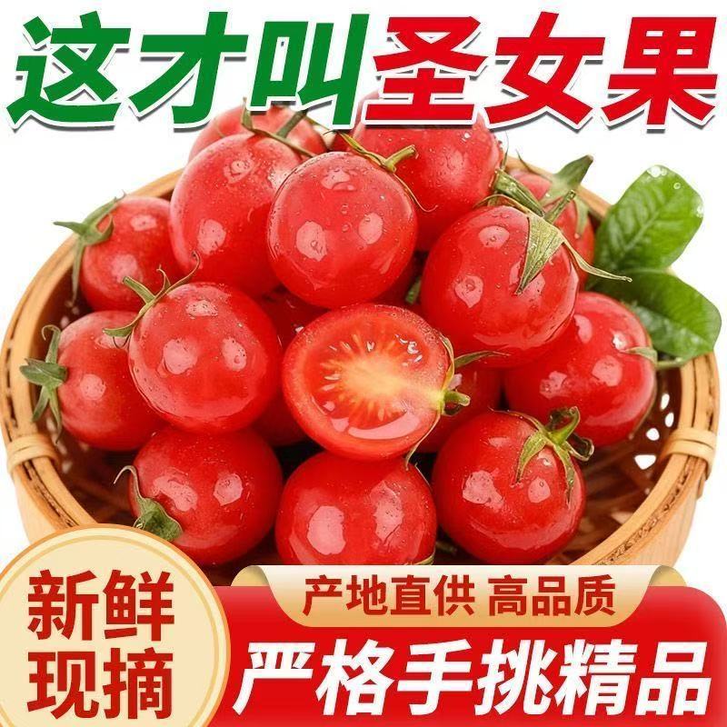 现摘【新鲜圣女果】小番茄新鲜脆甜西红柿水果非千禧小番茄批发