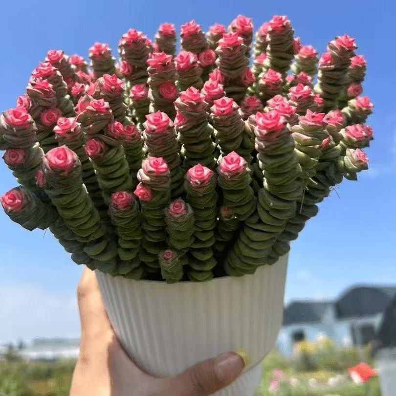 钱串多肉植物室内盆栽花卉绿植旺宅钱多多大颗好养四季肉肉鲜花