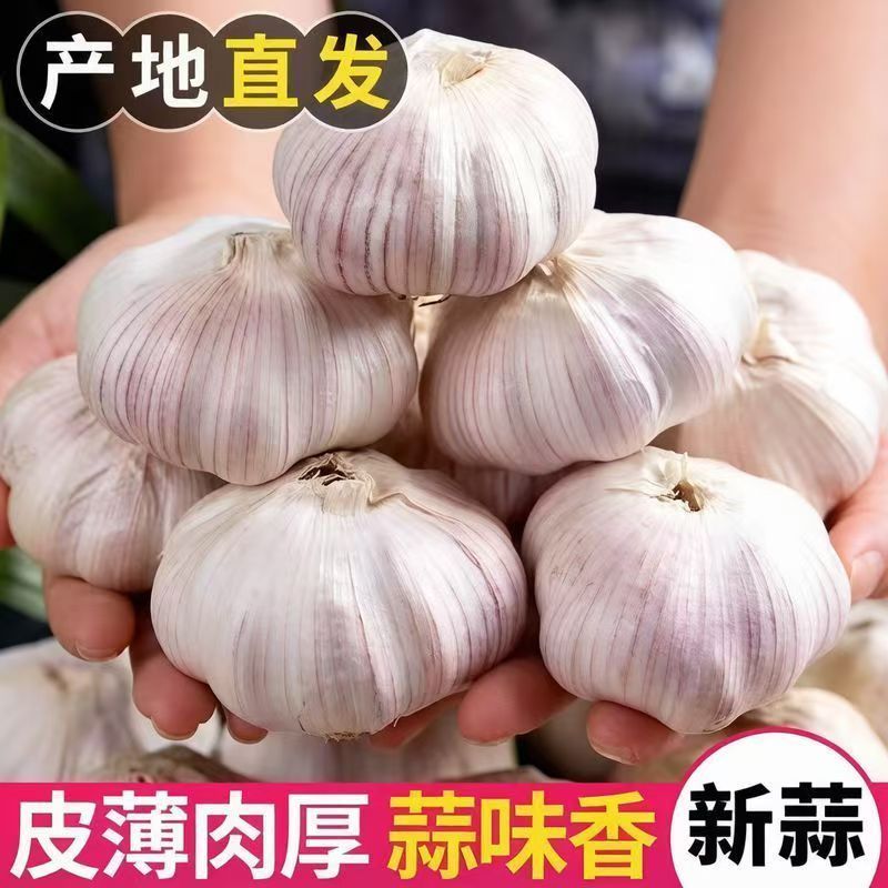 【多瓣蒜】云南特大新干蒜紫皮大蒜新鲜大蒜头批发多瓣干蒜便宜
