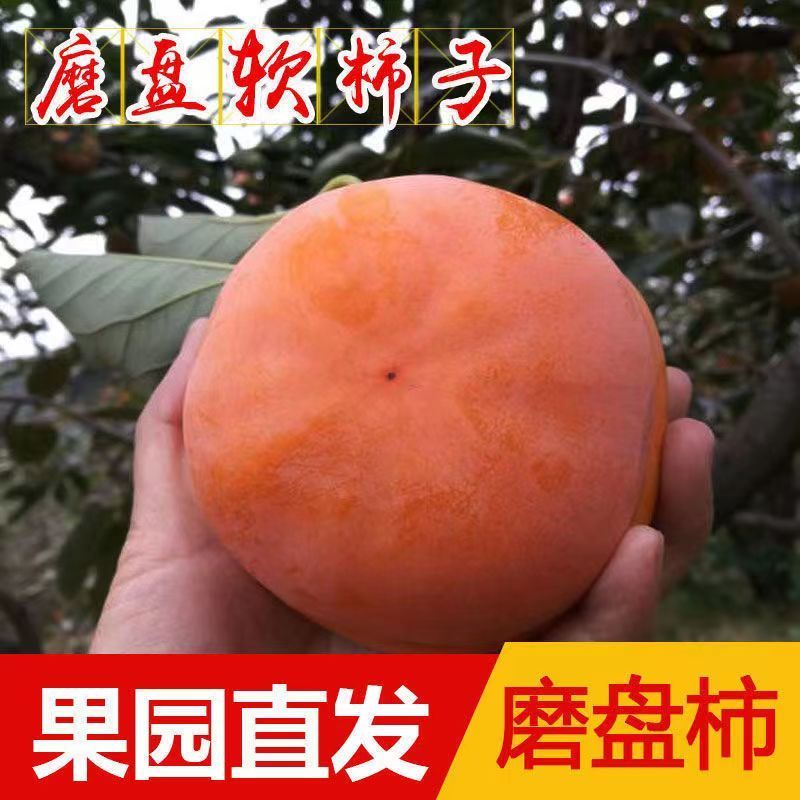 河北柿子沟软柿子盆柿甜柿软蜜非脆柿10软柿子磨盘大果正宗糖心