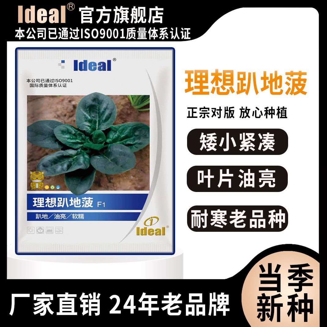 趴地菠菜种子耐寒菠菜秋季软糯油亮翠绿趴地四季阳台庭院蔬菜种子