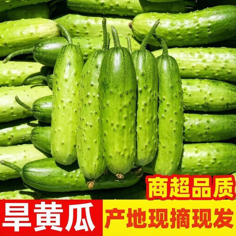 水果旱黄瓜产地直发带刺黄瓜生吃凉拌蘸酱