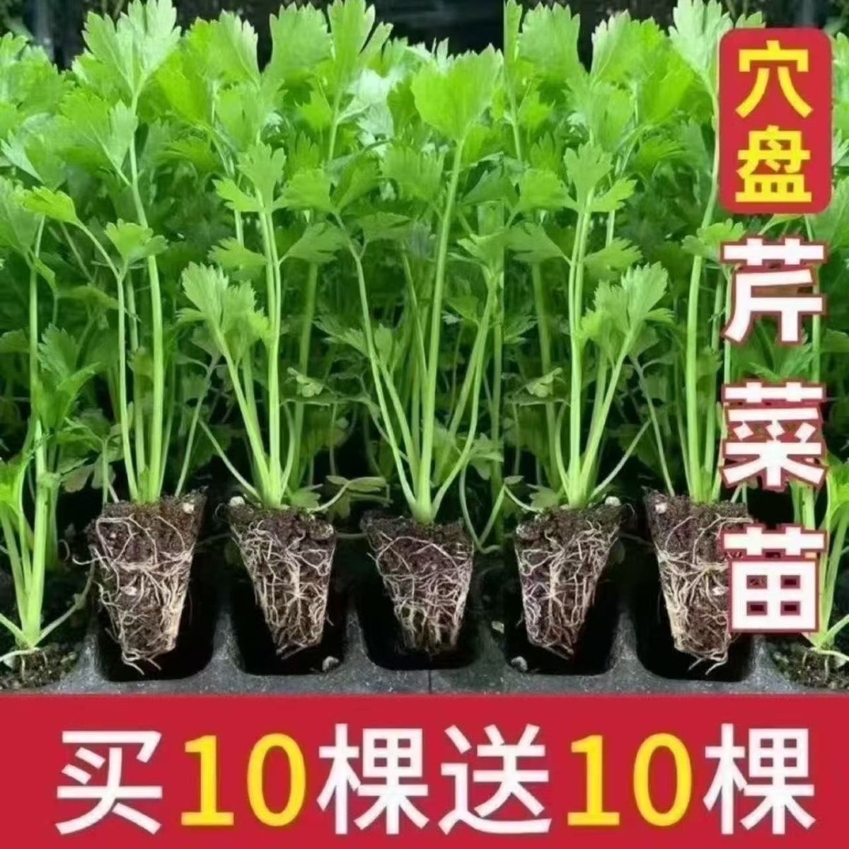 【皇后西芹苗】实心芹菜苗香芹种子耐寒西芹秧苗高产四季阳台盆栽