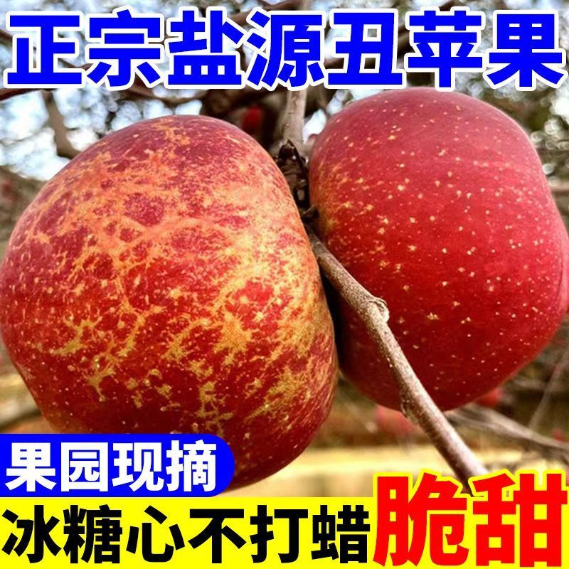【彩箱】正宗四川大凉山丑苹果盐源苹果冰糖心丑苹果当季新鲜