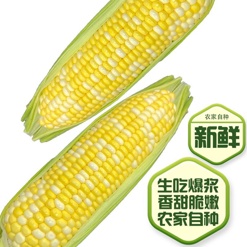 云南金银双色水果玉米甜脆新鲜金银带壳代餐甜玉米低脂即食特大