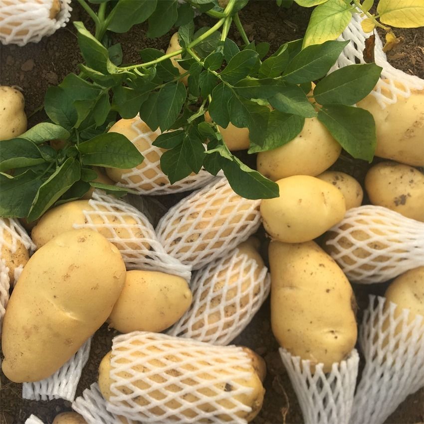 土豆现挖新鲜黄皮黄心土豆荷兰土豆小洋芋马铃批发新蔬菜应季蔬菜