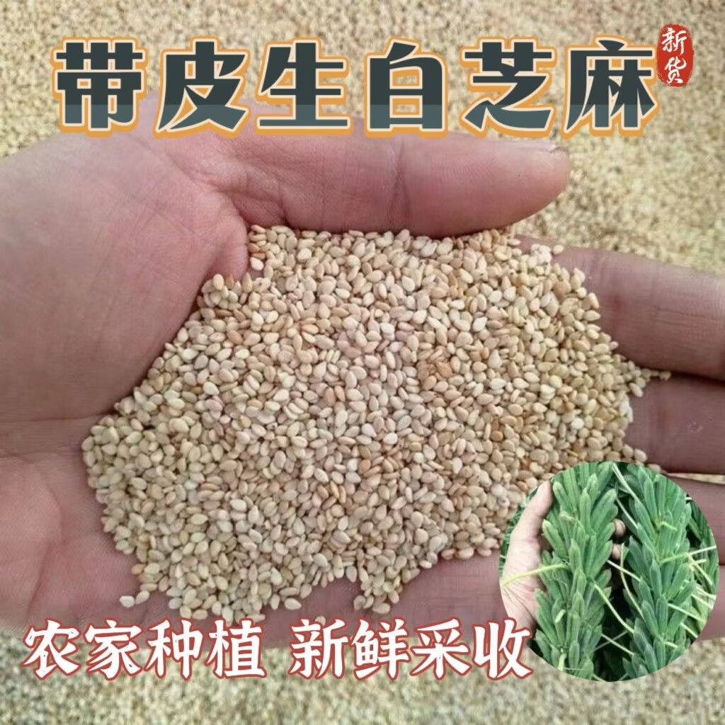 新货带皮生白芝麻干净饱满无沙免洗榨油烘焙原料正宗商用白芝麻