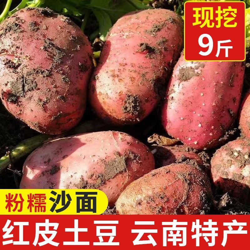 云南红皮土豆黄心洋芋批发现挖粉糯正宗农家马铃薯新鲜蔬菜5斤9斤