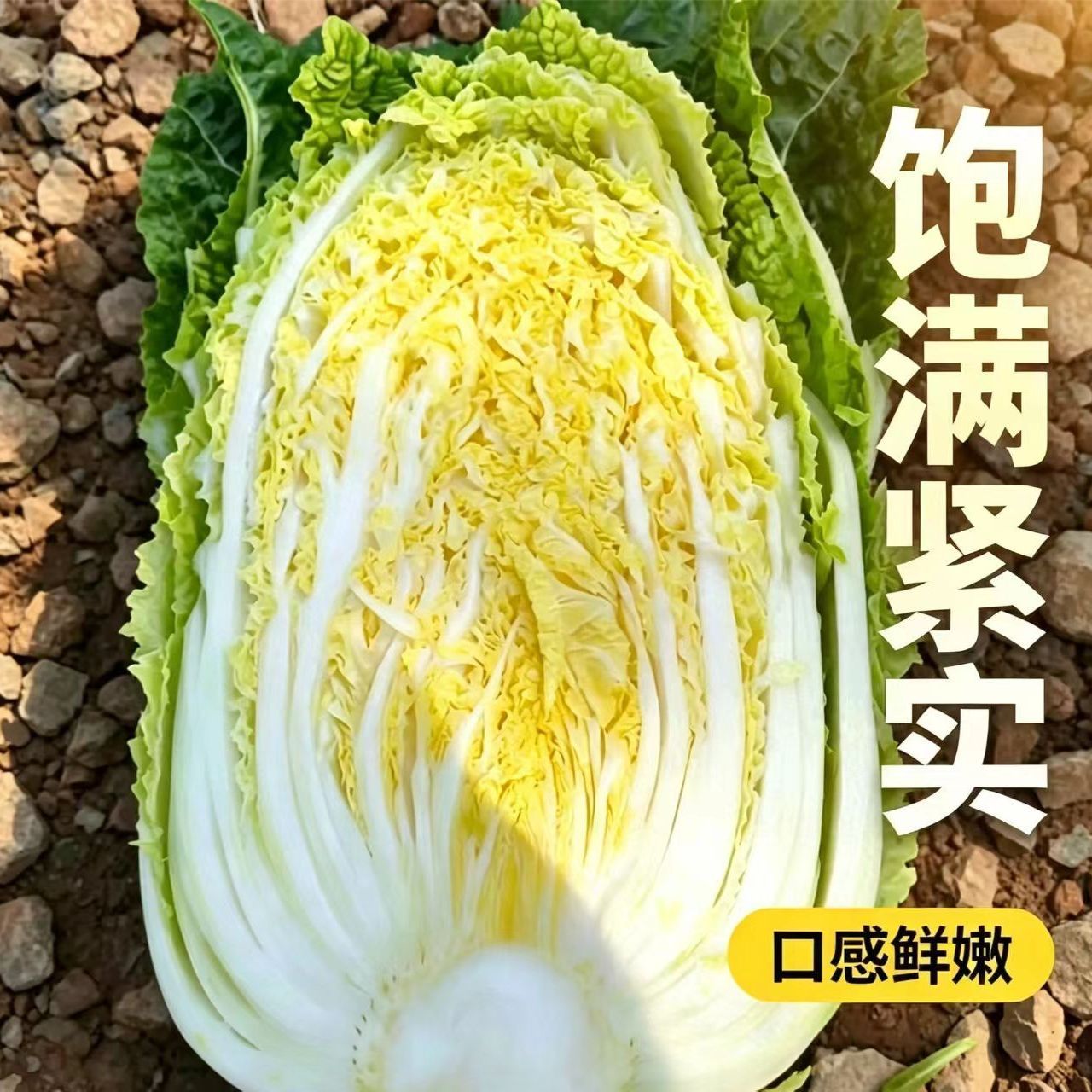 整箱5斤黄心娃娃菜现砍现发河南农家露天新鲜黄心娃娃菜应季蔬菜