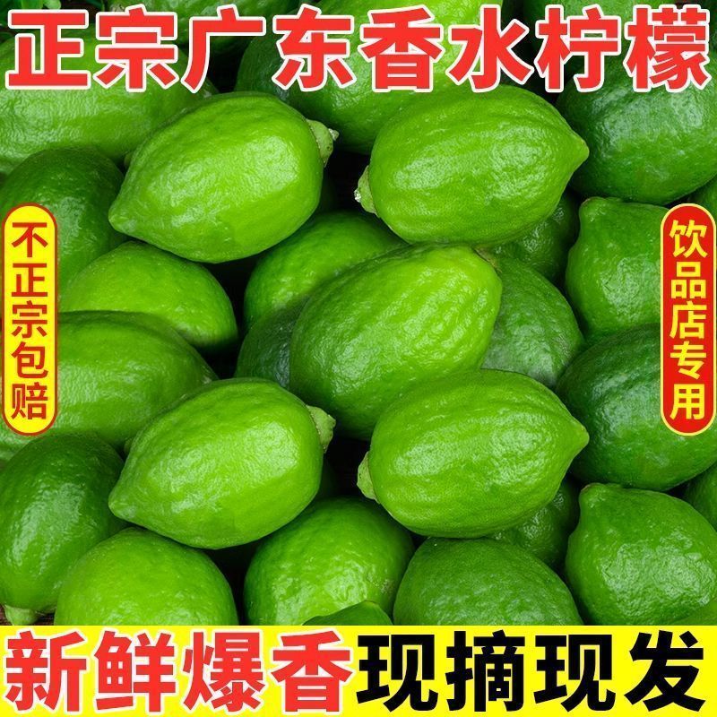 广东香水无籽爆香柠檬商用正宗手打柠檬茶奶茶专用新鲜现摘批发