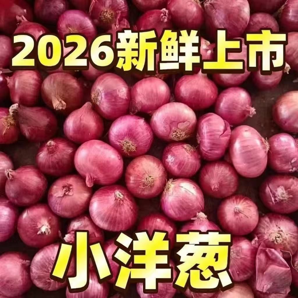 【当季】正宗新鲜紫红皮小圆葱小洋葱产地直发现发正宗小葱头