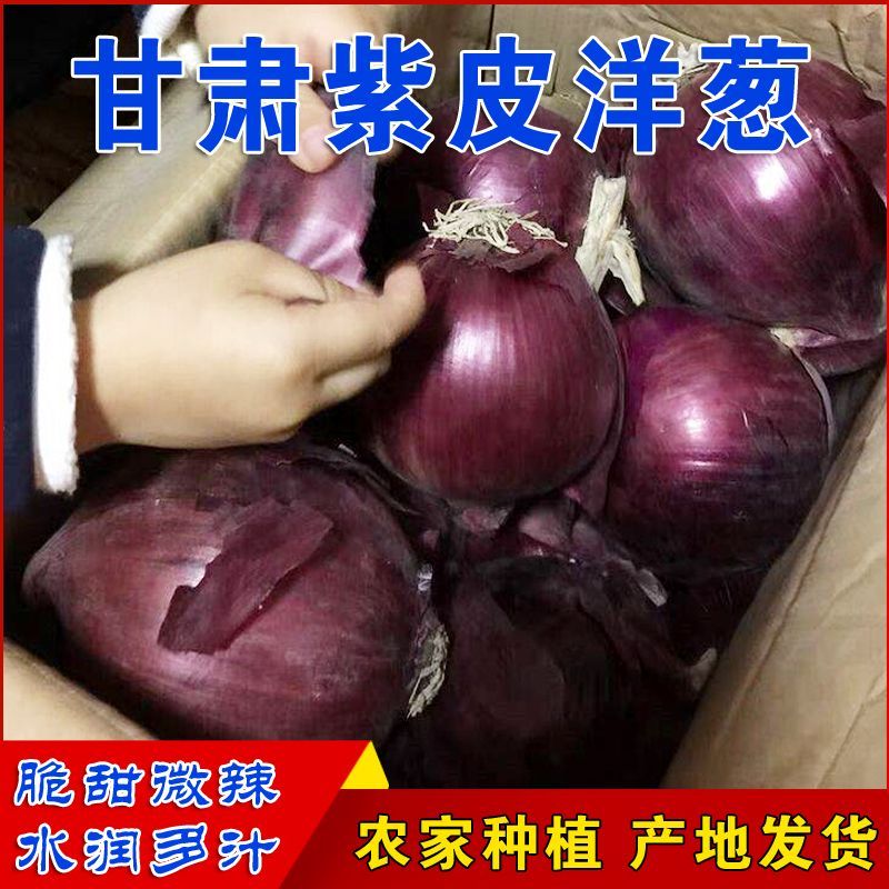 新鲜紫皮洋葱2026年甘肃农家田园大圆葱头可生吃脆爽味辣产地批发
