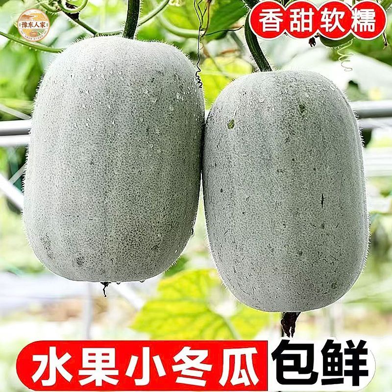 当季正宗新鲜河南迷你小冬瓜脆甜冬瓜新鲜挂霜绿色小个毛小冬瓜产