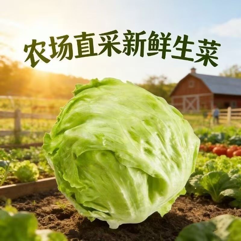 顺丰】球生菜包邮生菜球团生菜沙拉汉堡火锅烤肉卷饼三明治圆生菜