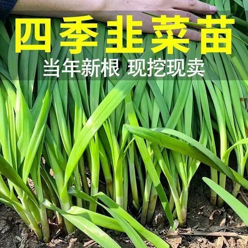 韭菜根青韭根韭菜苗种子四季韭菜籽蔬菜种子盆栽植物室内阳台种菜