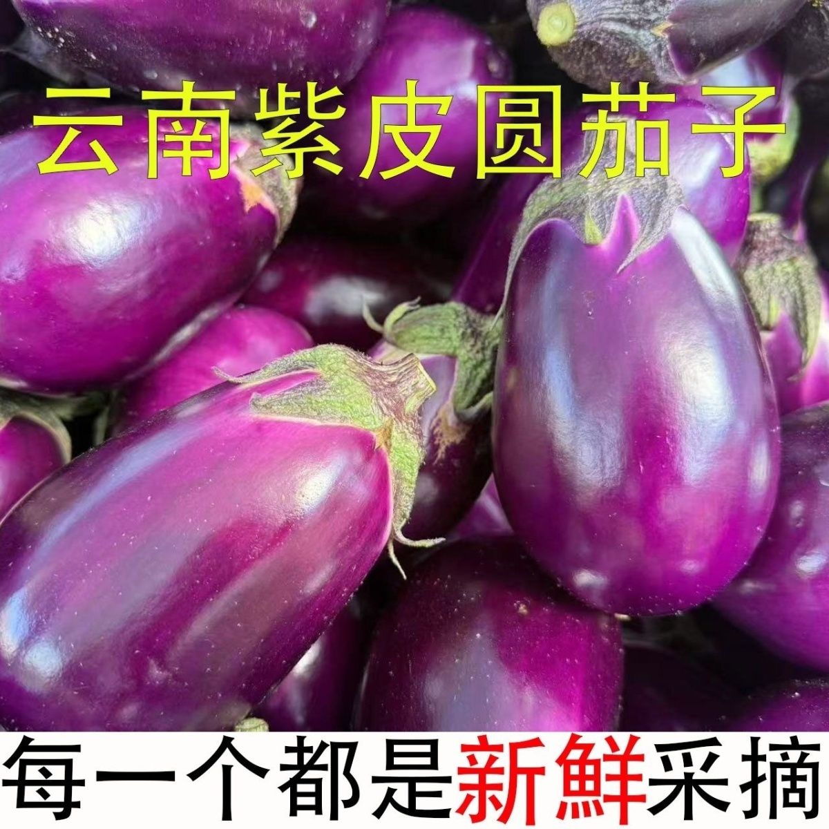 云南农家自种糯米茄椭圆茄子新鲜薄皮嫩茄子紫皮矮茄子新鲜便宜