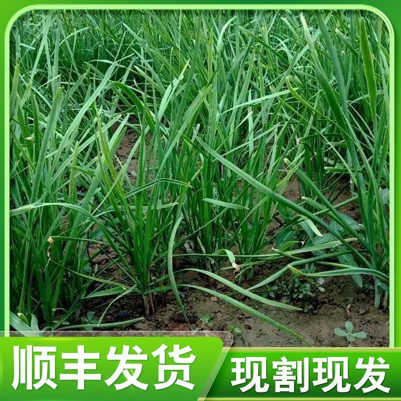 本地韭菜河北新鲜韭菜农家时令蔬菜现发自种现割应季当季批发清仓
