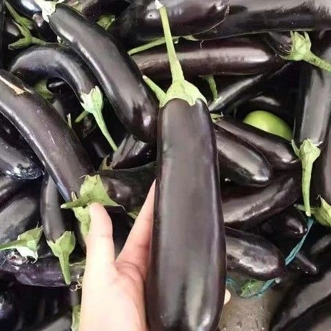 寿光绿把紫长茄茄子自种现摘现发紫皮长茄子当季蔬菜茄子新鲜无籽