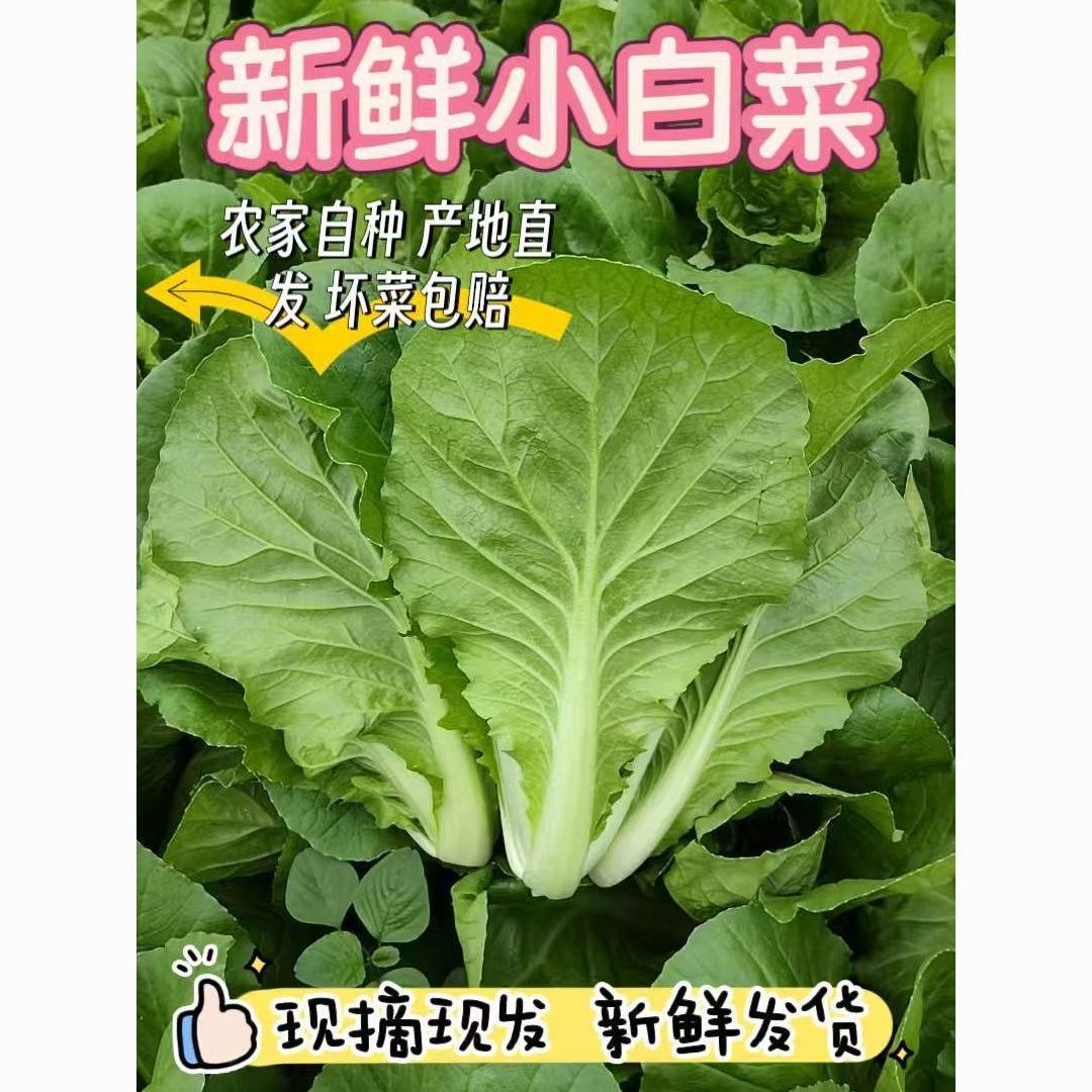 农家自种奶油快菜小白菜现摘现发新鲜蔬菜时令绿叶菜新鲜蔬菜