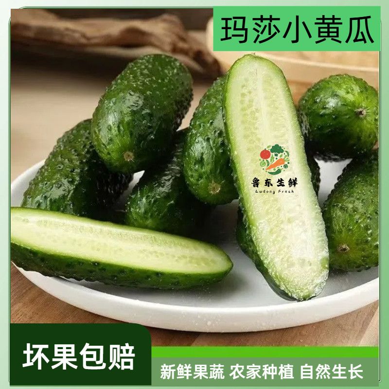 【新鲜采摘】玛莎黄瓜寿光直发农家自然熟水果黄瓜生吃即食小黄瓜