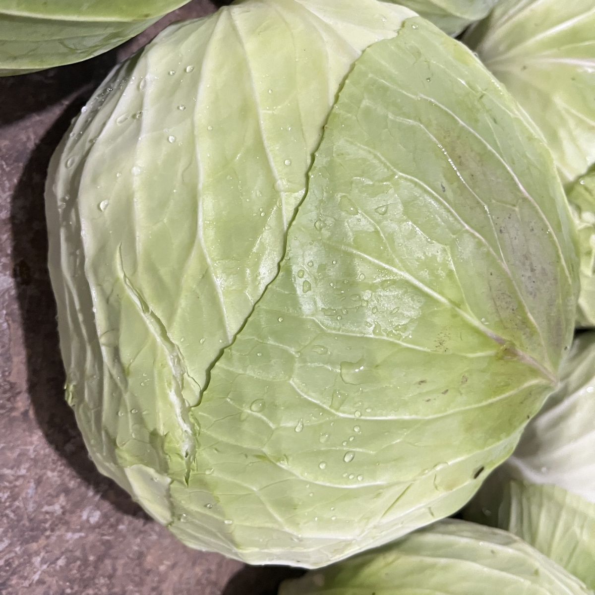 威宁现砍扁平莲花白包菜新鲜酸菜绿叶平包应季蔬菜平头包菜正品