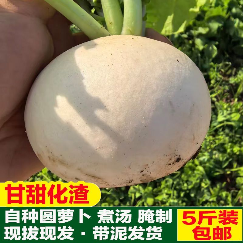 四川新鲜带泥小圆白萝卜老品种萝卜现挖现发 生吃脆微辣生鲜蔬菜