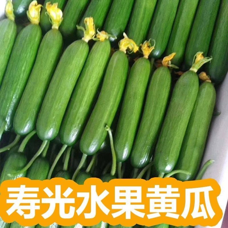 新鲜水果黄瓜现摘现发生吃乳瓜小青瓜当季无刺小黄瓜一整箱批发