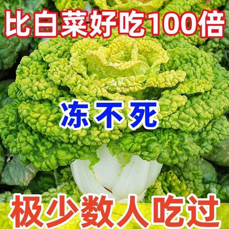 耐寒黄心乌塌菜黄心菜菊花心菜大白菜当季四季播蔬菜黄金乌