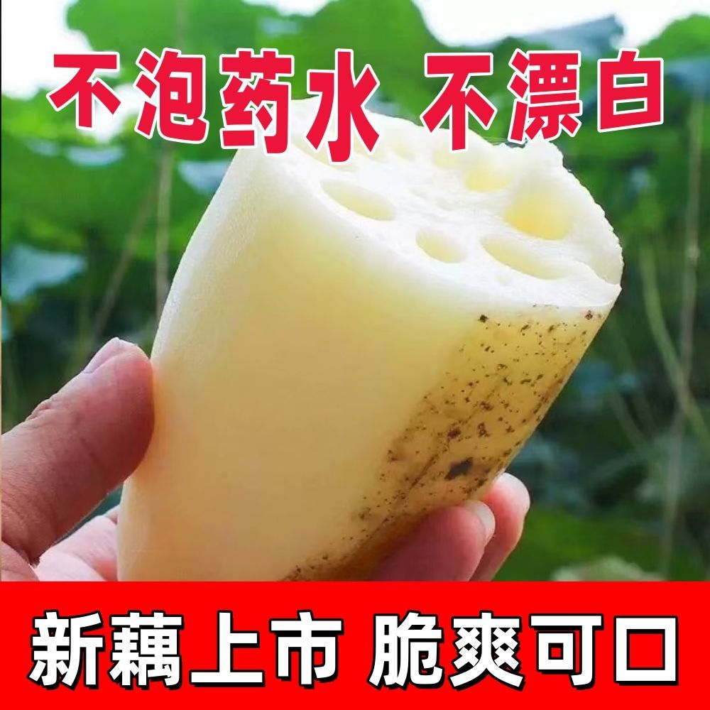 洪湖现挖新鲜脆藕九孔藕段-清炒凉拌火锅食材批发