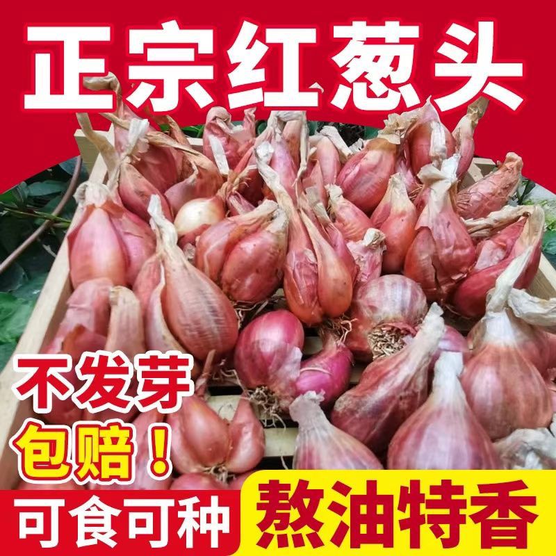 四川广东四季葱头火葱新鲜阳台香葱食用熬油葱油盆栽种植